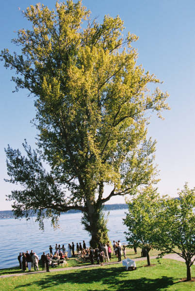Beautiful Tree at Colman Park in Seattle